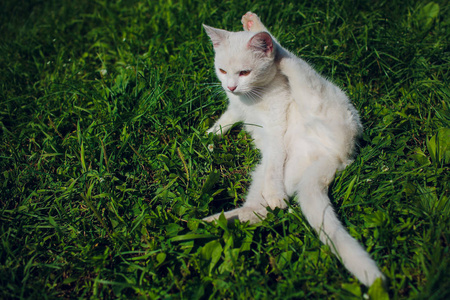 仰面躺着的猫在公园里享受阳光图片