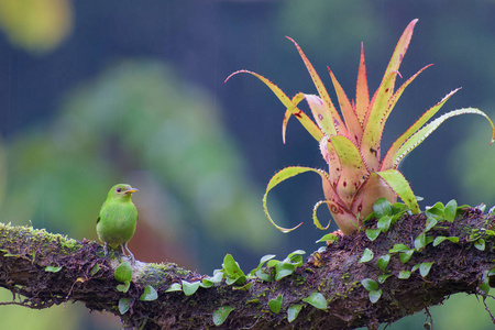 鸟绿色的蜂蜜,雌性的氯芬斯比萨米莱罗维德半边照片