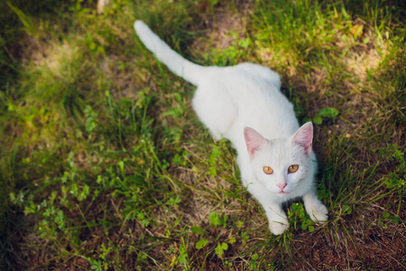 仰面躺着的猫在公园里享受阳光图片