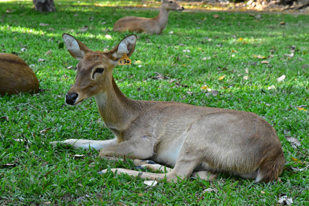 野生鹿在自然鹿吃草小鹿在户外公园里, 喂孩子, 一只鹿拿出孩子手中的