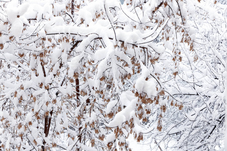 树枝上覆盖着蓬松的白雪。 雪的质地。 冬季景观。