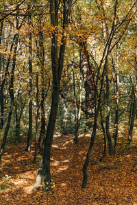 森林中树木附近的金色落叶