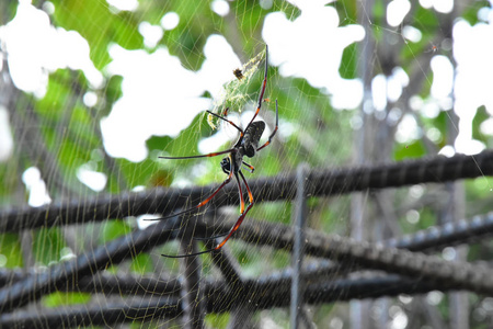香蕉蜘蛛或金球织工生活在大树上温暖的地区