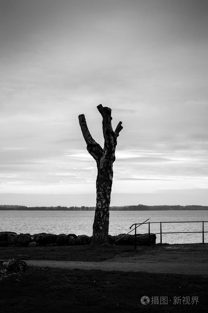 黑白黑暗的图像被水切割的树
