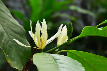 苏州香樟树校徽图片-苏州香樟树校徽素材-苏州香樟树