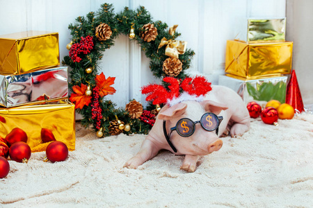 两只白猪坐在圣诞装饰附近。 可爱的小猪在新年里戴着有趣的帽子。
