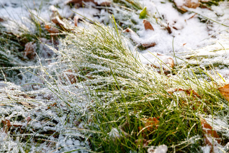 雪下的绿草