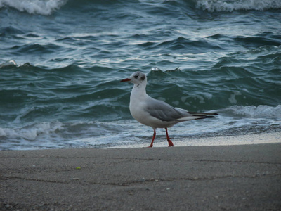 海鸥沿着海岸漫步