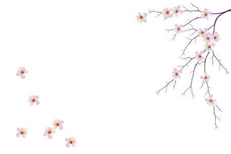 在白色背景上分离的樱桃花枝。