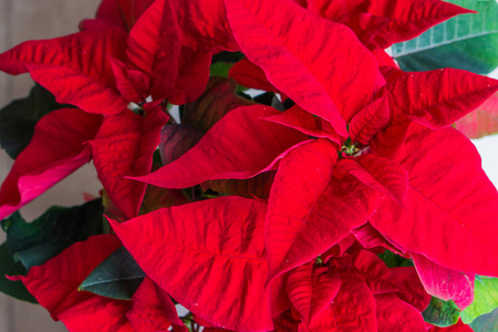 一品红是圣诞明星花，是圣诞节庆祝活动的传统装饰植物