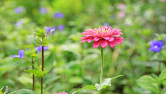 花园里的粉红色津尼亚花。