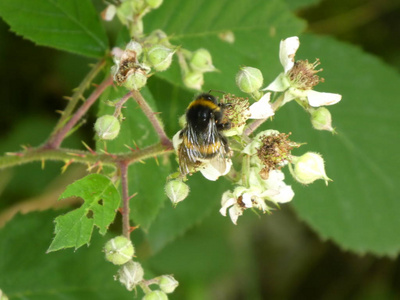 春天，大黄蜂在森林里的一株黑莓灌木上开花