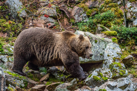 秋天森林里的成年大棕熊.科学名称:ursusarctos.秋季时节,自然栖息地.