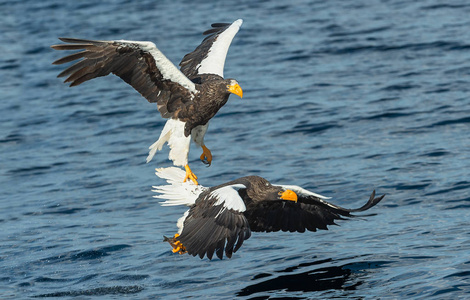 s sea eagles fishing. Scientific name Haliaeetus pelagicus. Blu
