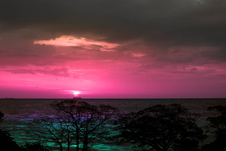 夕阳重回大海，剪影在夜空中的树枝