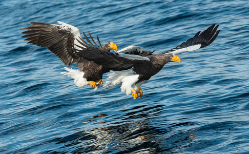 s sea eagles fishing. Scientific name Haliaeetus pelagicus. Blu