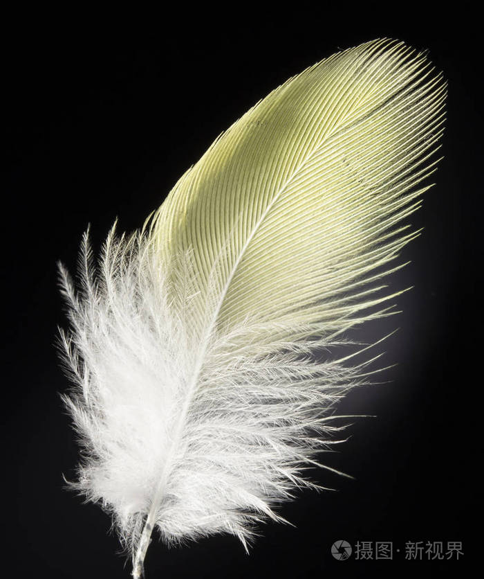 白色背景上的黄色羽毛特写