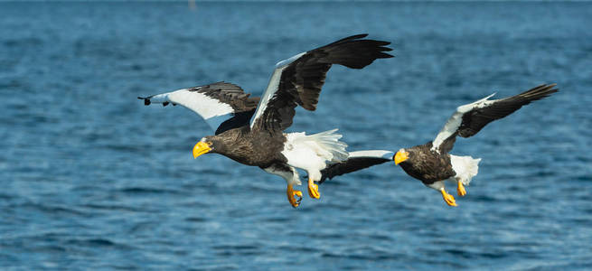 s sea eagles fishing. Scientific name Haliaeetus pelagicus. Blu