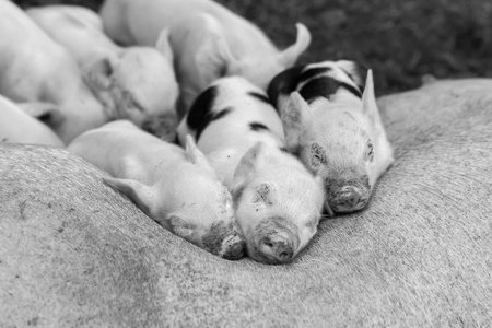 一群小猪睡在黑白相间的母猪上照片