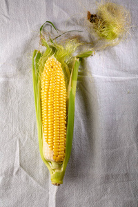 新鲜的甜玉米芯白色照片