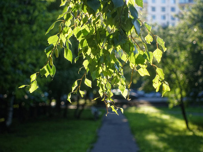 阳光透过桦树的叶子在夏天