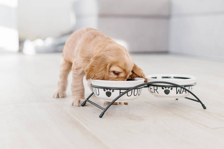 英国鸡犬小狗吃狗的食物喝陶瓷碗里的水