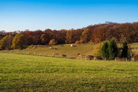 在景观中的马图片