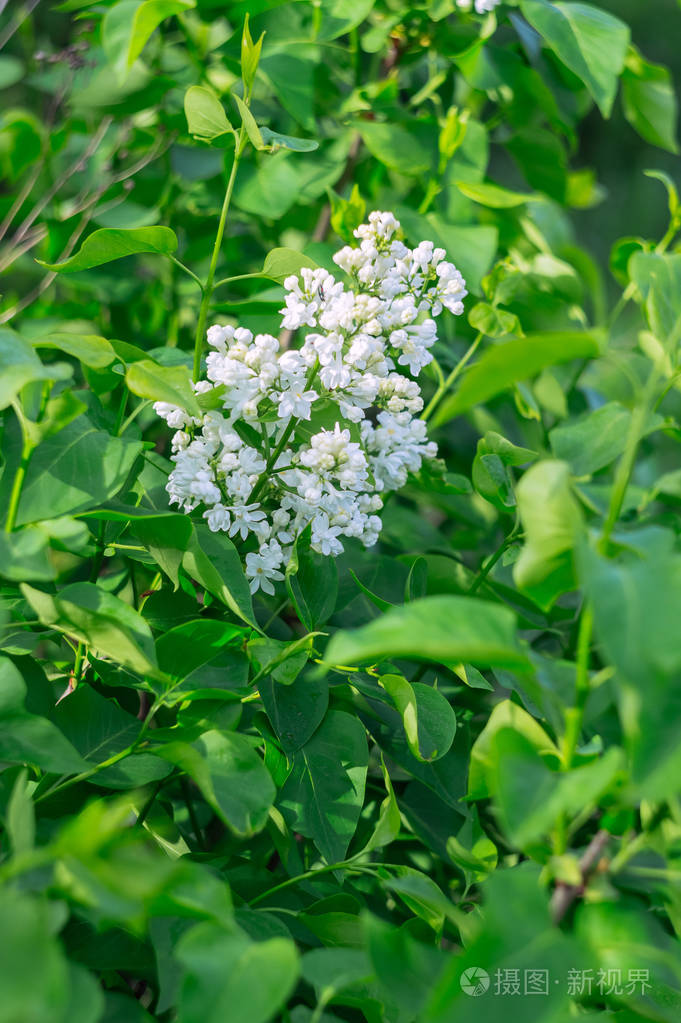 美丽的盛开的白色的丁香花在灌木上春天的时候是绿叶