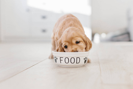 英国鸡犬小狗吃陶瓷碗里的狗食