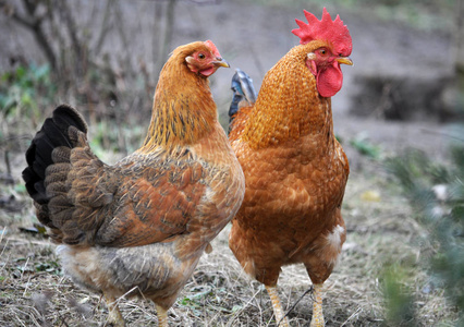 得意洋洋的羽毛图片