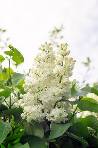 美丽的，盛开的，白色的，丁香花在灌木上，春天的时候是绿叶