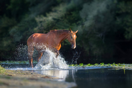 高密密水的马子图片