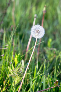 绿草中的白色蒲公英。 成熟蒲公英的特写照片。 草地上毛茸茸的白色蒲公英的特写。 大自然五彩缤纷的背景。 色调风格的照片。