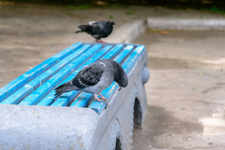 鸽子正坐在公园里的蓝色的旧剥皮长凳上