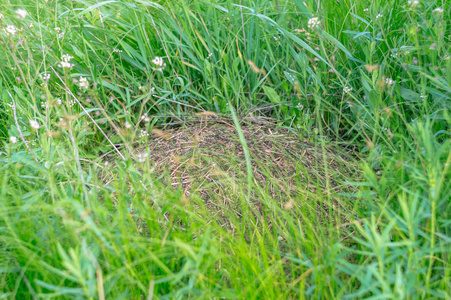 草地上的一个小蚁丘。 蚁穴里的红蚂蚁