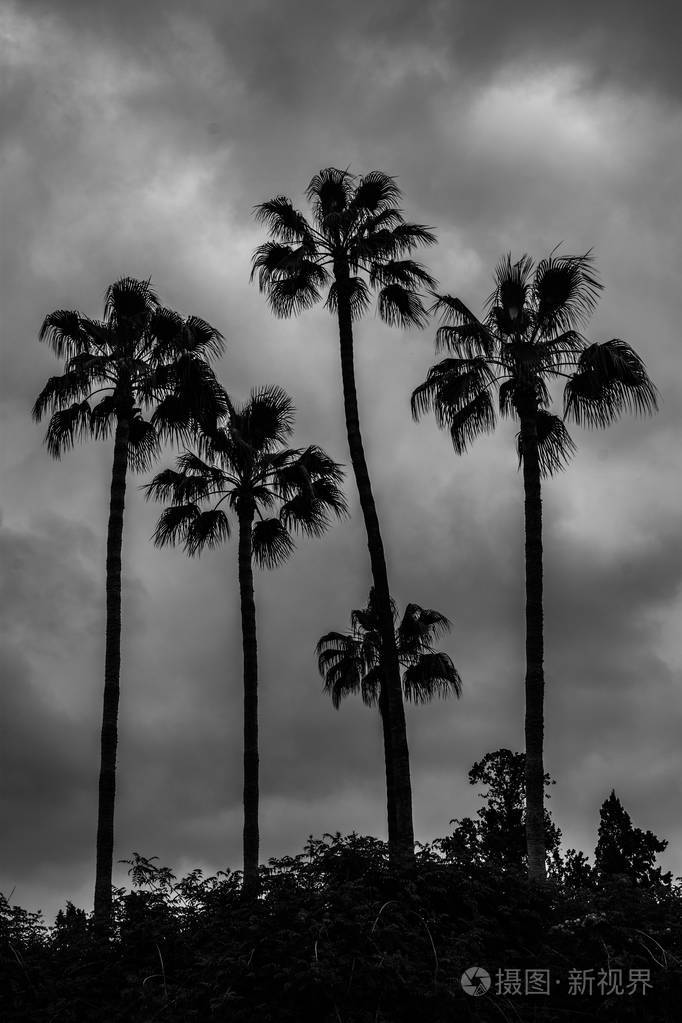 多云天空中棕榈树的背光黑白图像