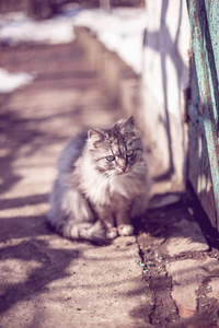 冬天一只灰色的农村猫的肖像。