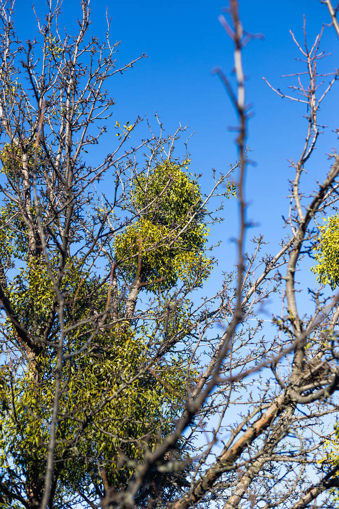 寄生在树上的欧洲槲寄生或普通槲寄