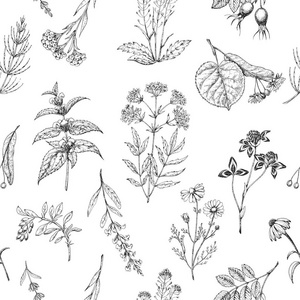 老式花. 黑白手绘插图. 雕刻风格. 植物插图. 药房草药. 素描.照片