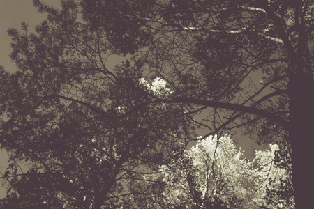 秋天的松林。 单色照片。