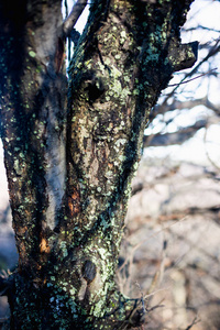 树枝上有苔藓和地衣的树图片