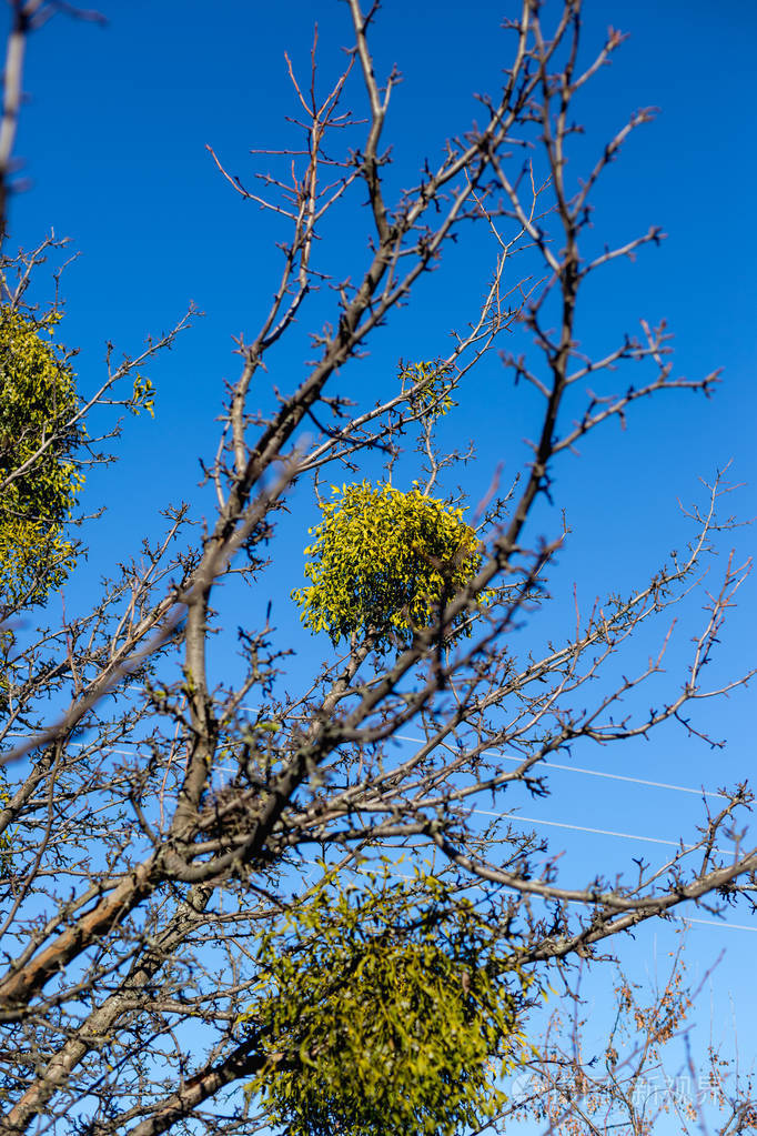 寄生在树上的欧洲槲寄生或普通槲寄