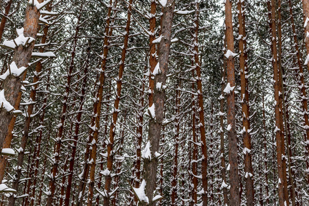 冬天森林里的松树。