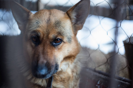大单身狗表情一个老鸟舍里悲伤的大牧羊人.彩色,风格照片照片