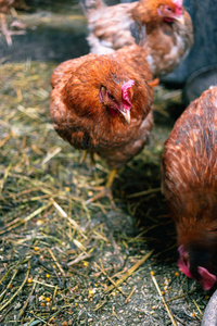 农场里的鸡。色调风格彩色照片