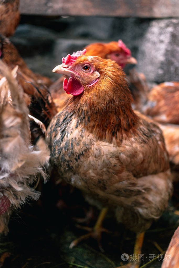 农场里的鸡.色调,风格,彩色照片照片-正版商用图片15aynd-摄图新视界