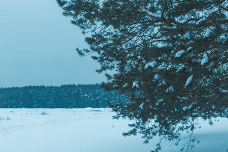 冬季松林景观..雪地里的树