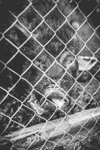 越南猪在农场的网状栅栏后面。单色照片。