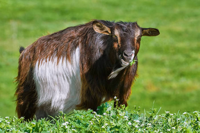 山羊在山坡上吃草