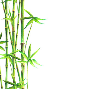 竹水疗背景。 水彩手绘绿色植物插图与文字空间。 白色方形背景上分离的水彩竹子植物。 中国东方边框设计。